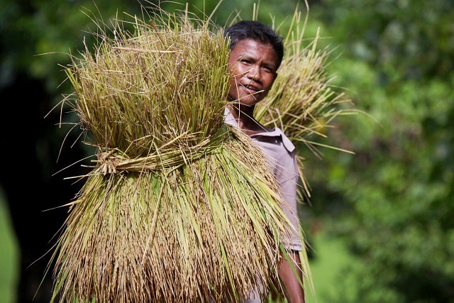 mrauk oo village boy carrying harvest on shoulder ssbwa8v2369.jpg