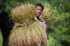 mrauk oo village boy carrying harvest on shoulder ssbwa8v2369_small.jpg