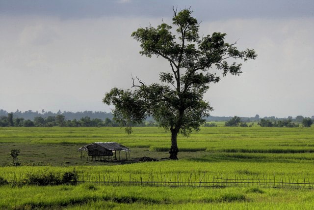 mrauk oo green rice field with tree ssbwa8v2608_6_7.jpg