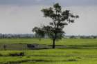 mrauk oo green rice field with tree ssbwa8v2608_6_7_small.jpg