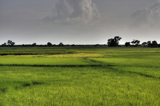 mrauk oo rice field green ssbwa8v2644_2_3a.jpg