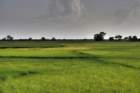 mrauk oo rice fields, green