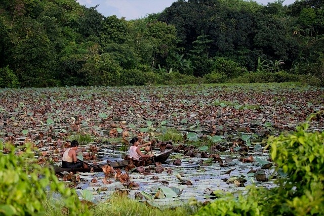 mrauk oo harvesting lotus out of boat on lake ssbwa8v2671.jpg